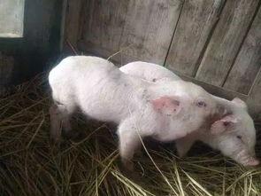 小猪崽子爆料视频大全,揭秘娱乐圈幕后真相 第3张 小猪崽子爆料视频大全,揭秘娱乐圈幕后真相 第3张